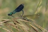 IMG_9803_Calopteryx_splendens